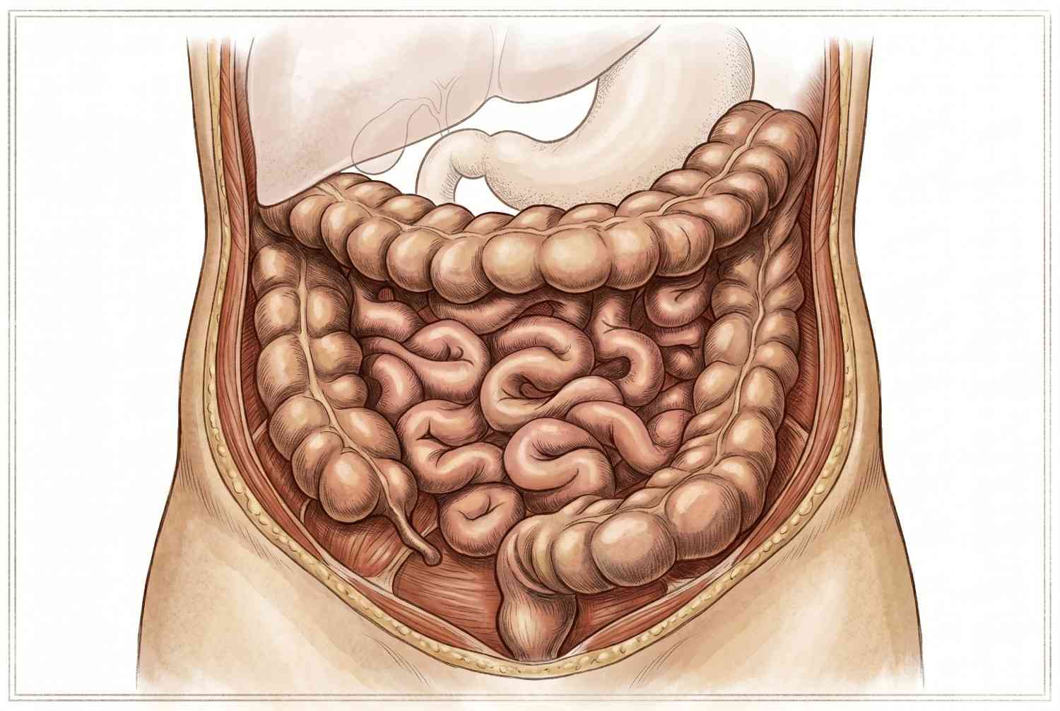 Gastro Intestinal Oncosurgery